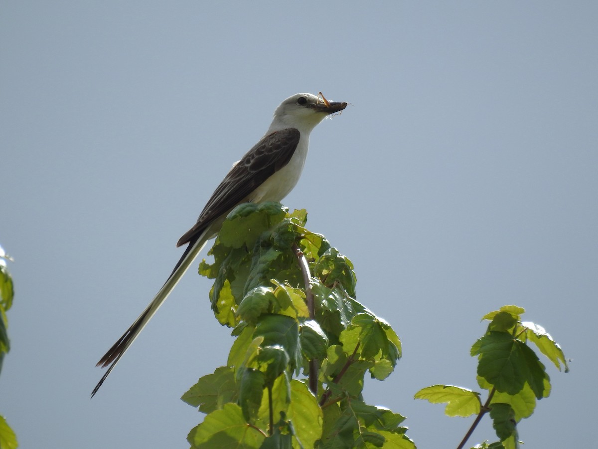 Scherenschwanz-Königstyrann - ML620717113