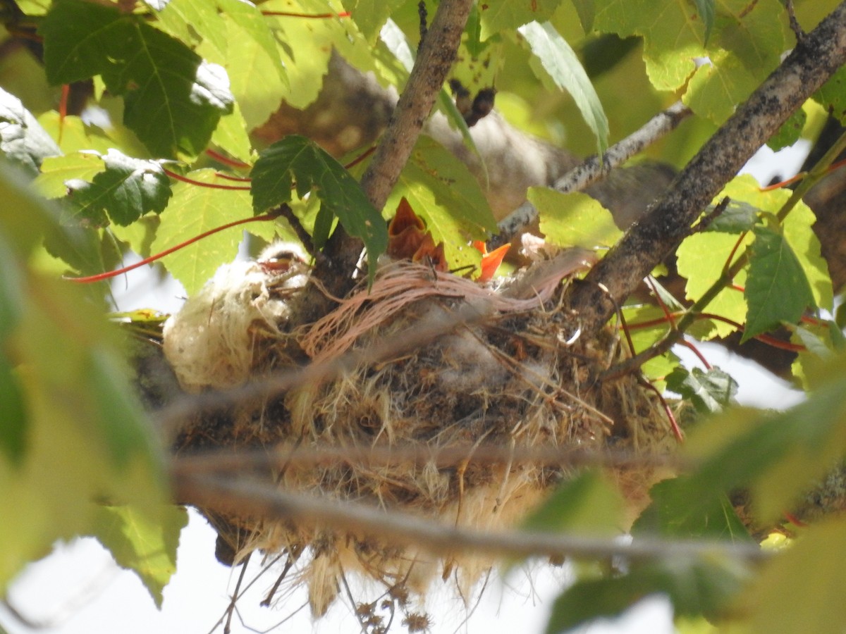 Scissor-tailed Flycatcher - ML620717115