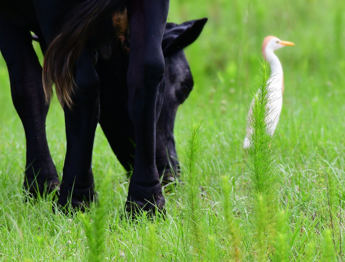 Western Cattle Egret - ML620717117