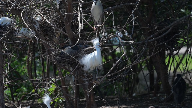 Snowy Egret - ML620717119