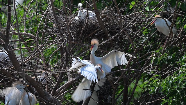 Western Cattle-Egret - ML620717121
