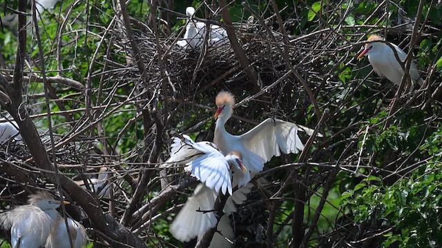 Western Cattle Egret - ML620717121