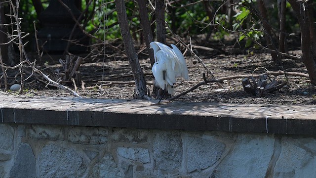 Snowy Egret - ML620717126