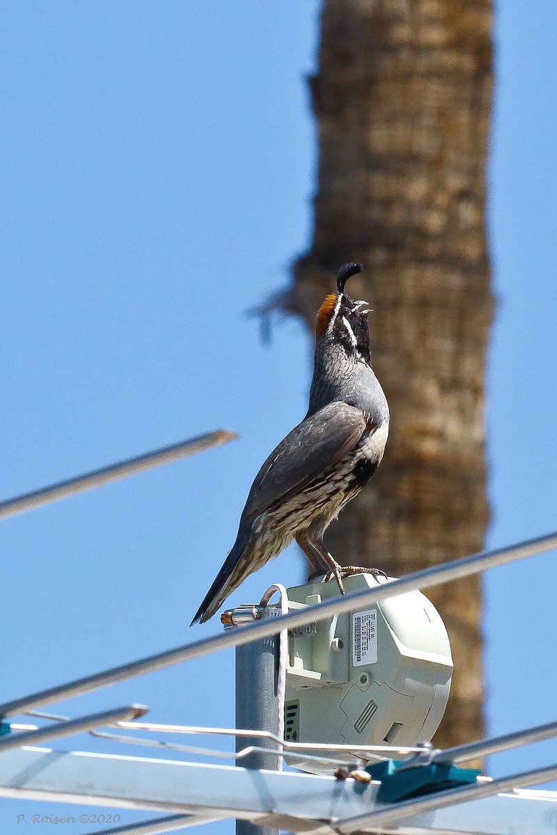 Gambel's Quail - ML620717128