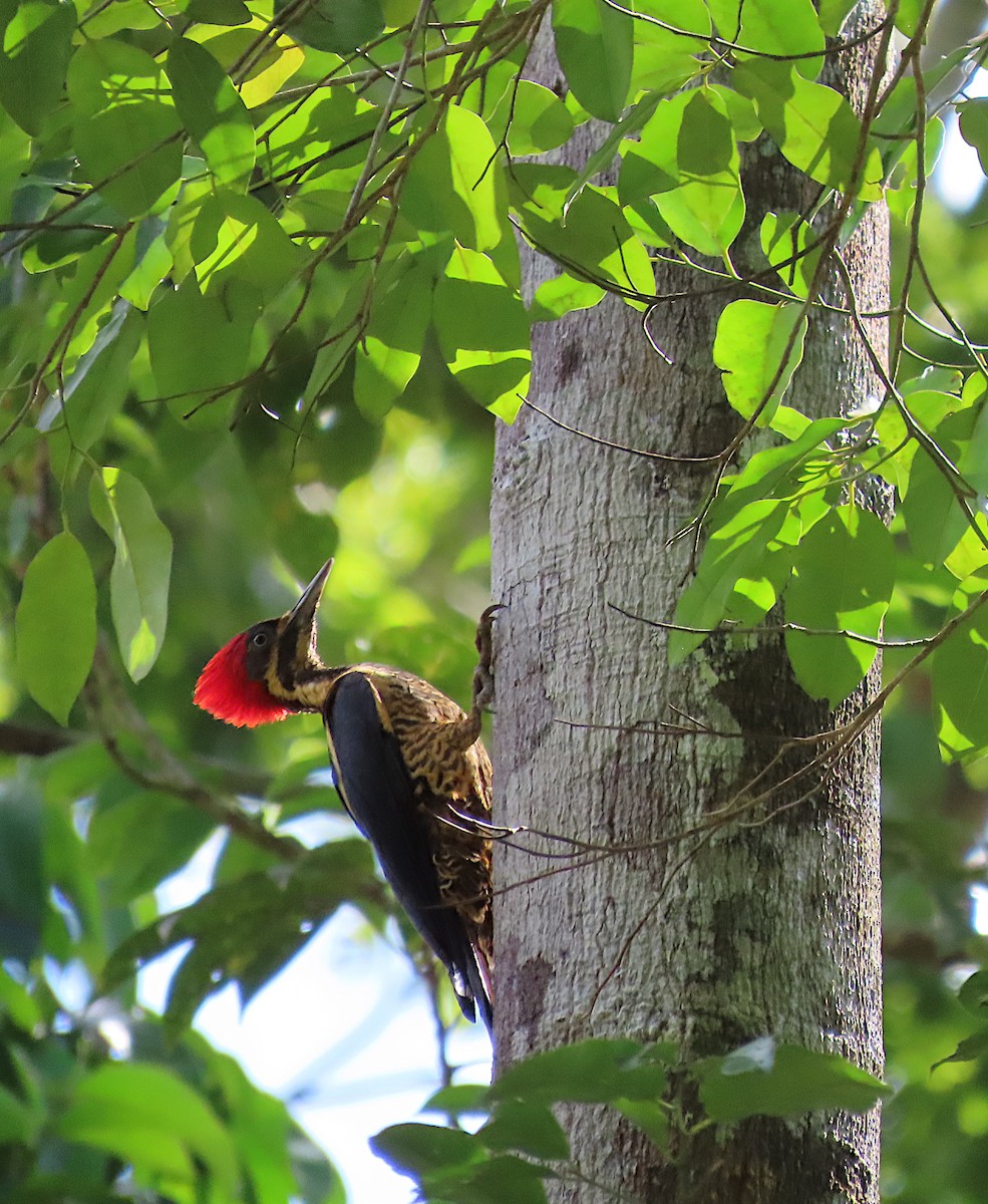 Lineated Woodpecker - ML620717131