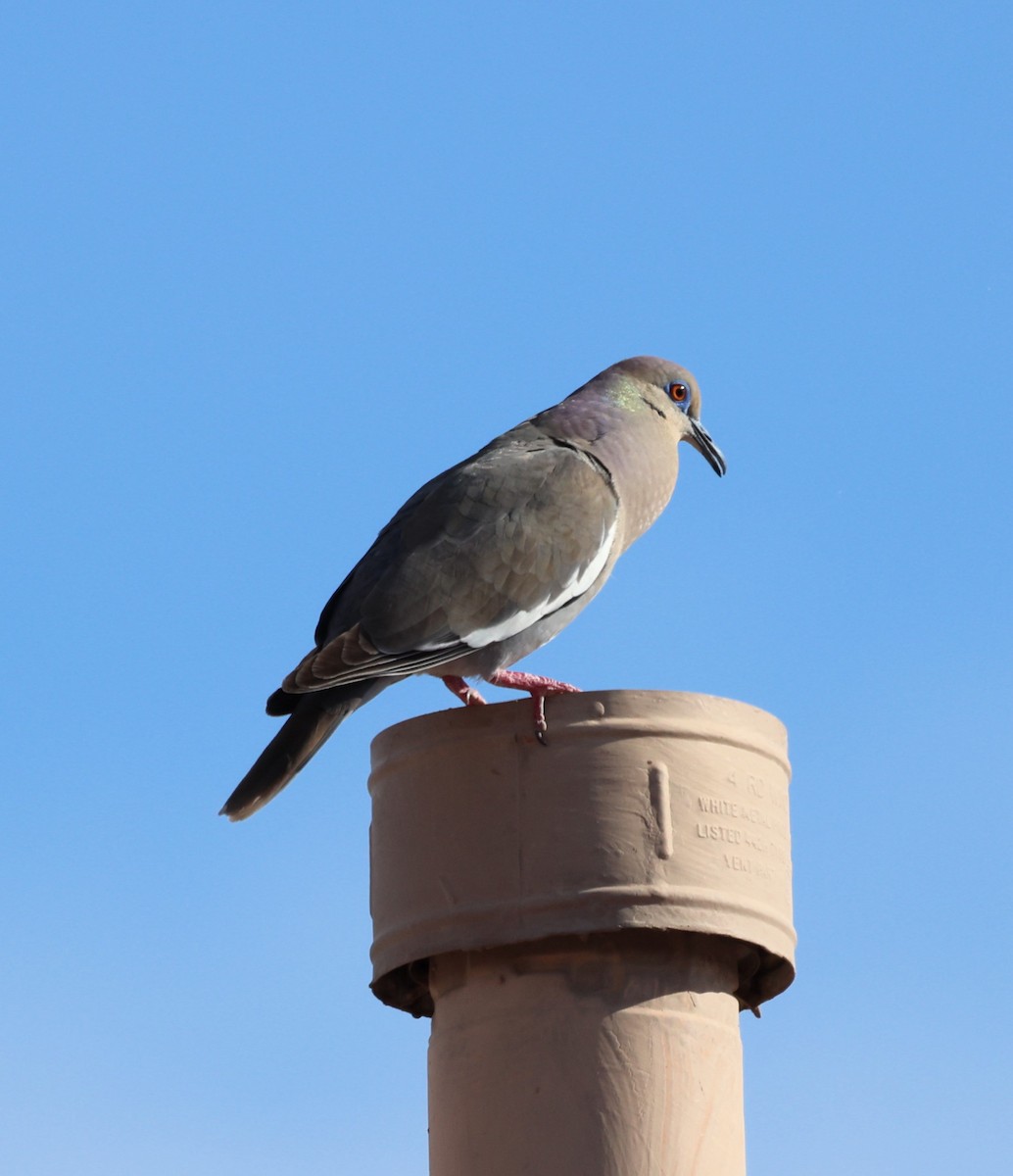 White-winged Dove - ML620717132