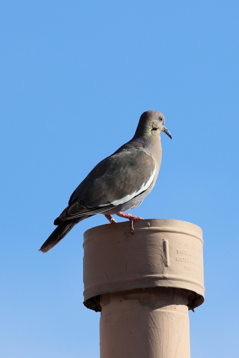 White-winged Dove - ML620717133