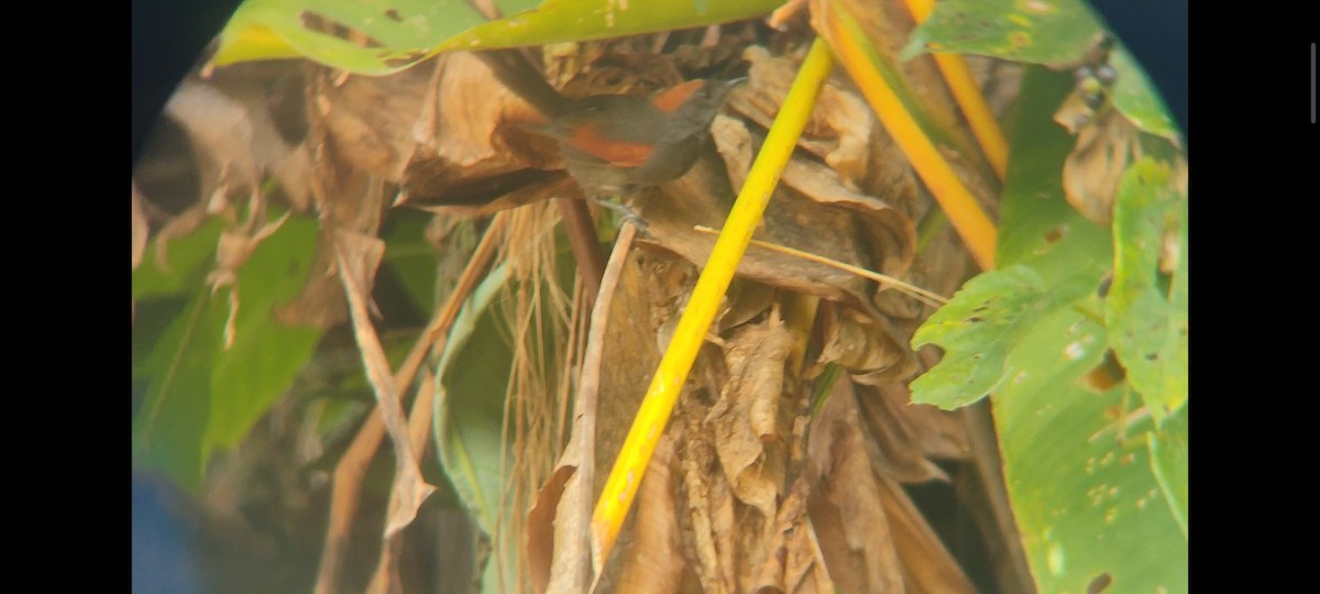 Slaty Spinetail - ML620717136