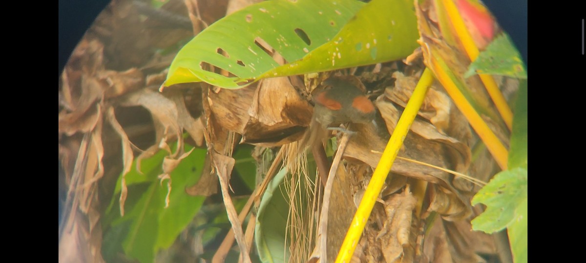 Slaty Spinetail - ML620717137