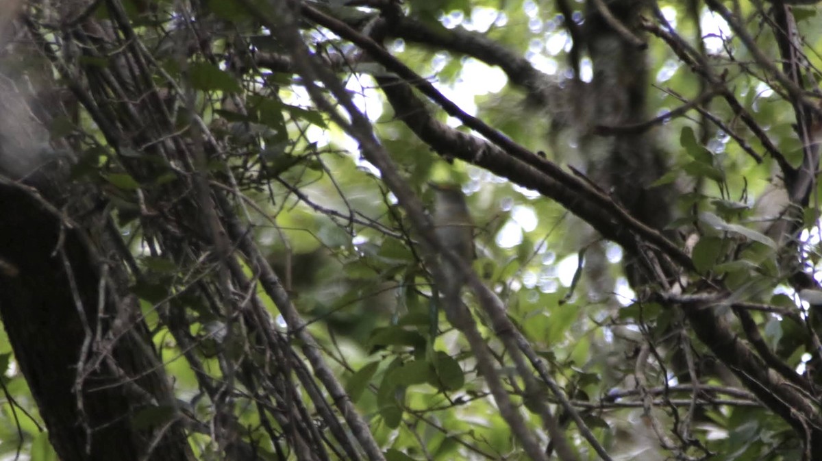 White-eyed Vireo - ML620717139