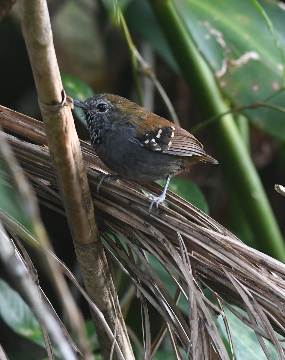 Star-throated Antwren - ML620717141