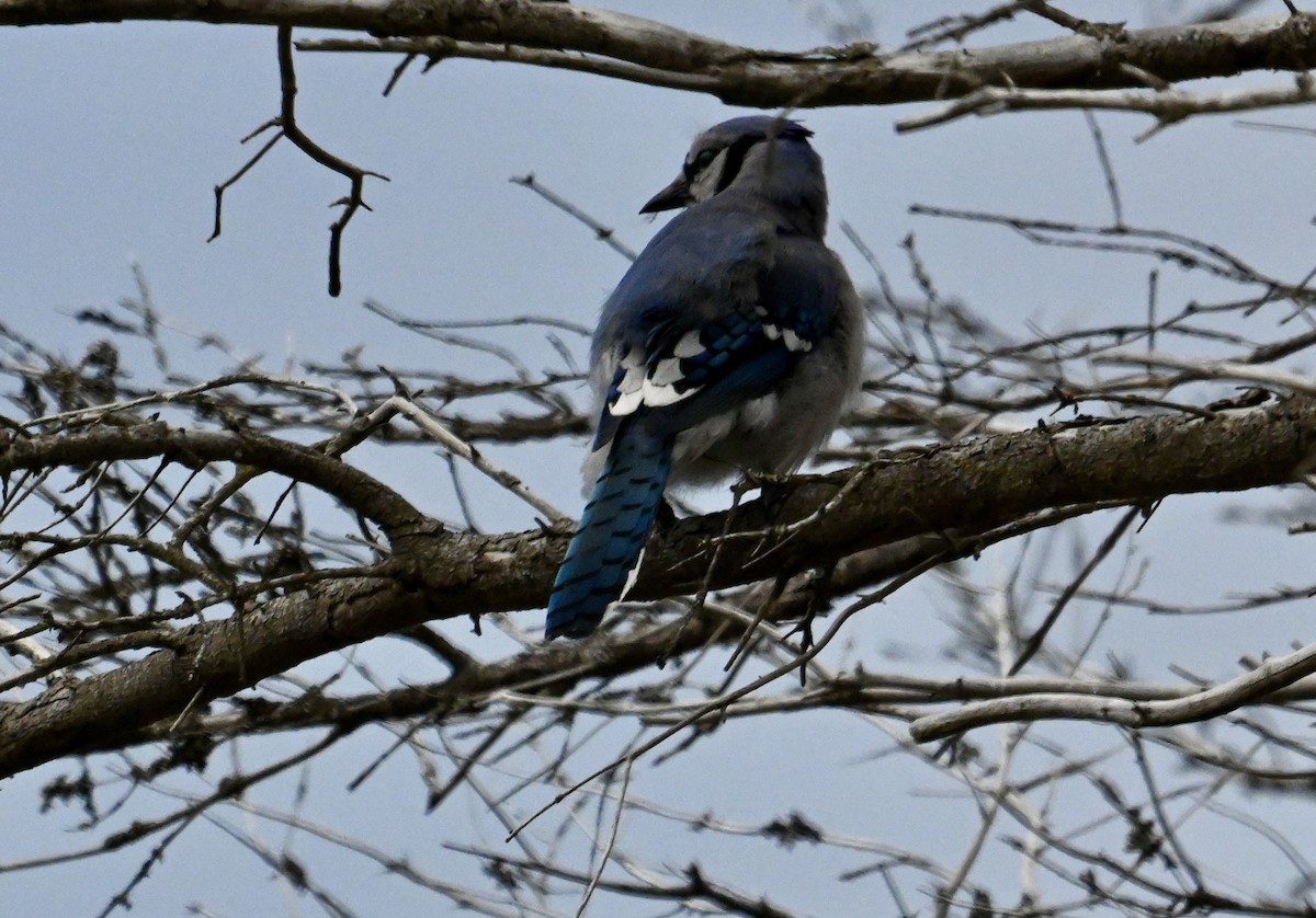 Blue Jay - ML620717142