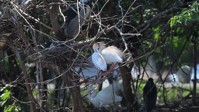 Western Cattle Egret - ML620717144