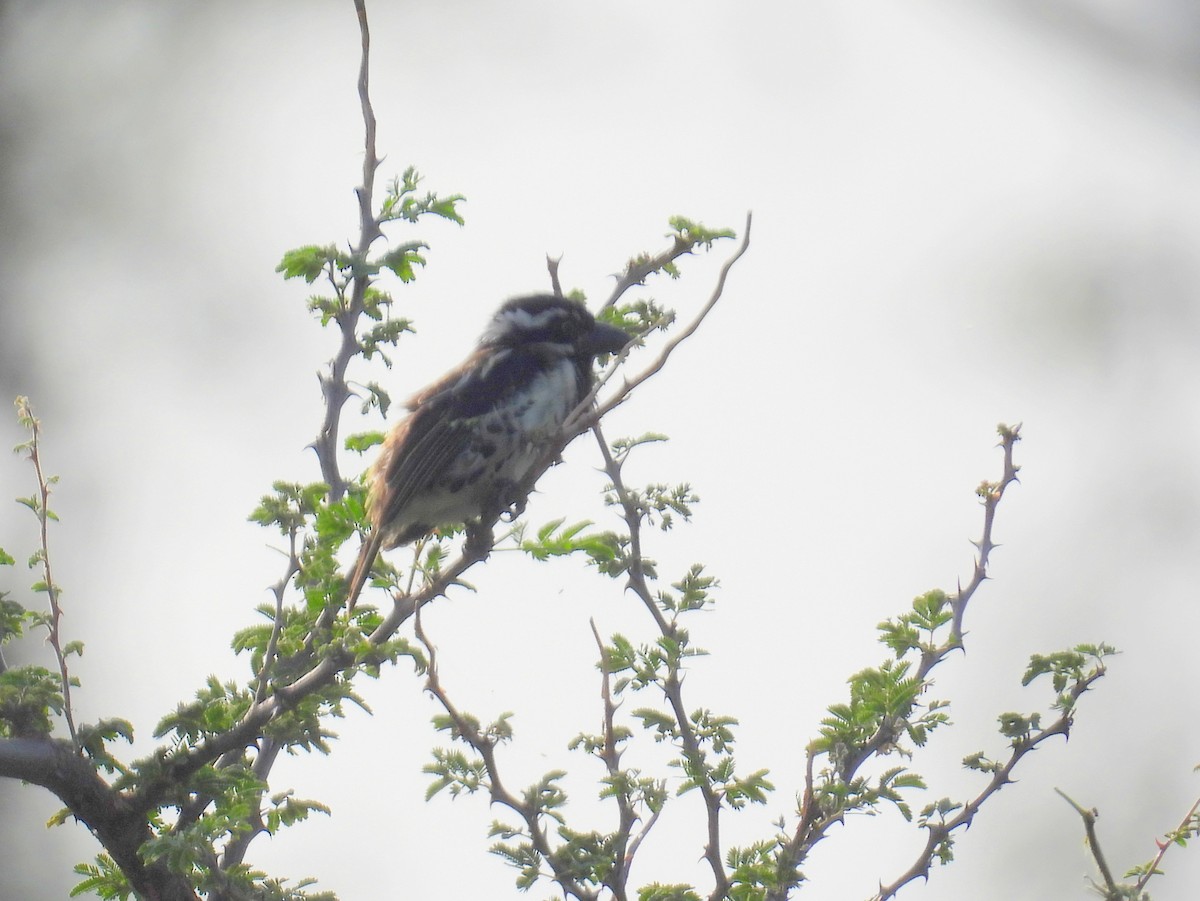 Spot-flanked Barbet - ML620717145