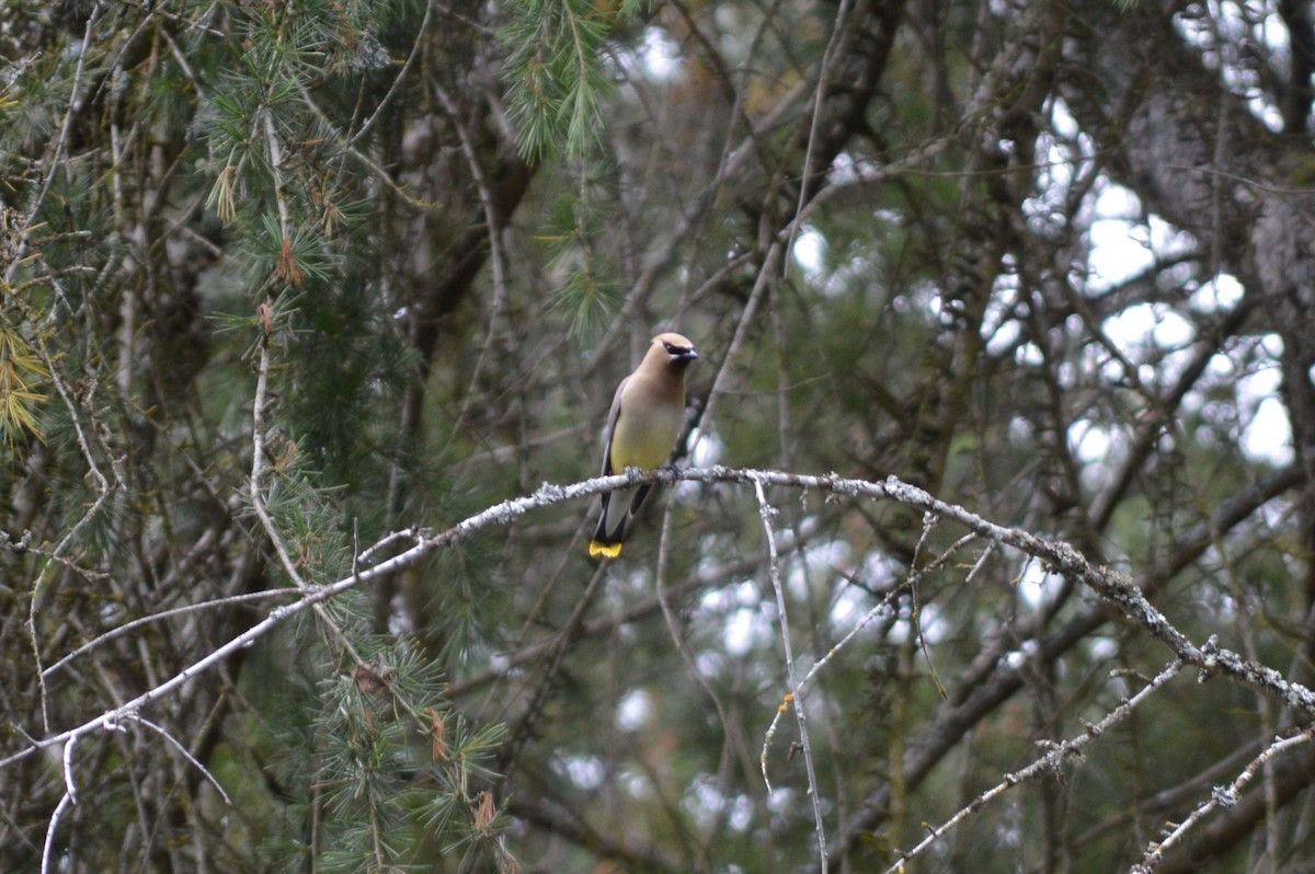 Cedar Waxwing - ML620717146