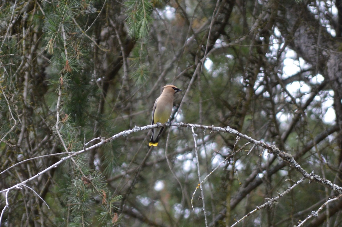 Cedar Waxwing - ML620717147