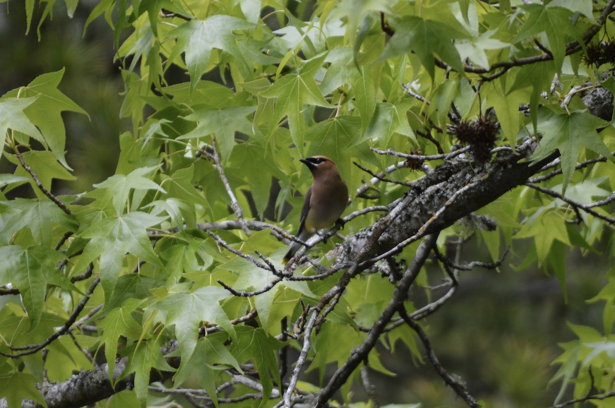 Cedar Waxwing - ML620717148