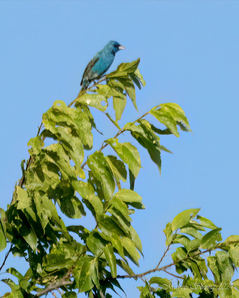 Indigo Bunting - ML620717150