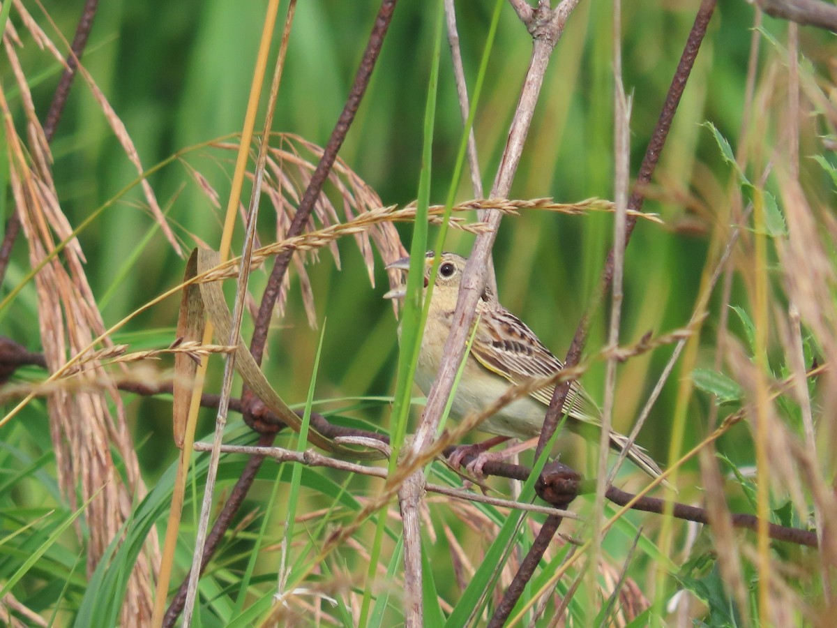 Grasshopper Sparrow - ML620717151