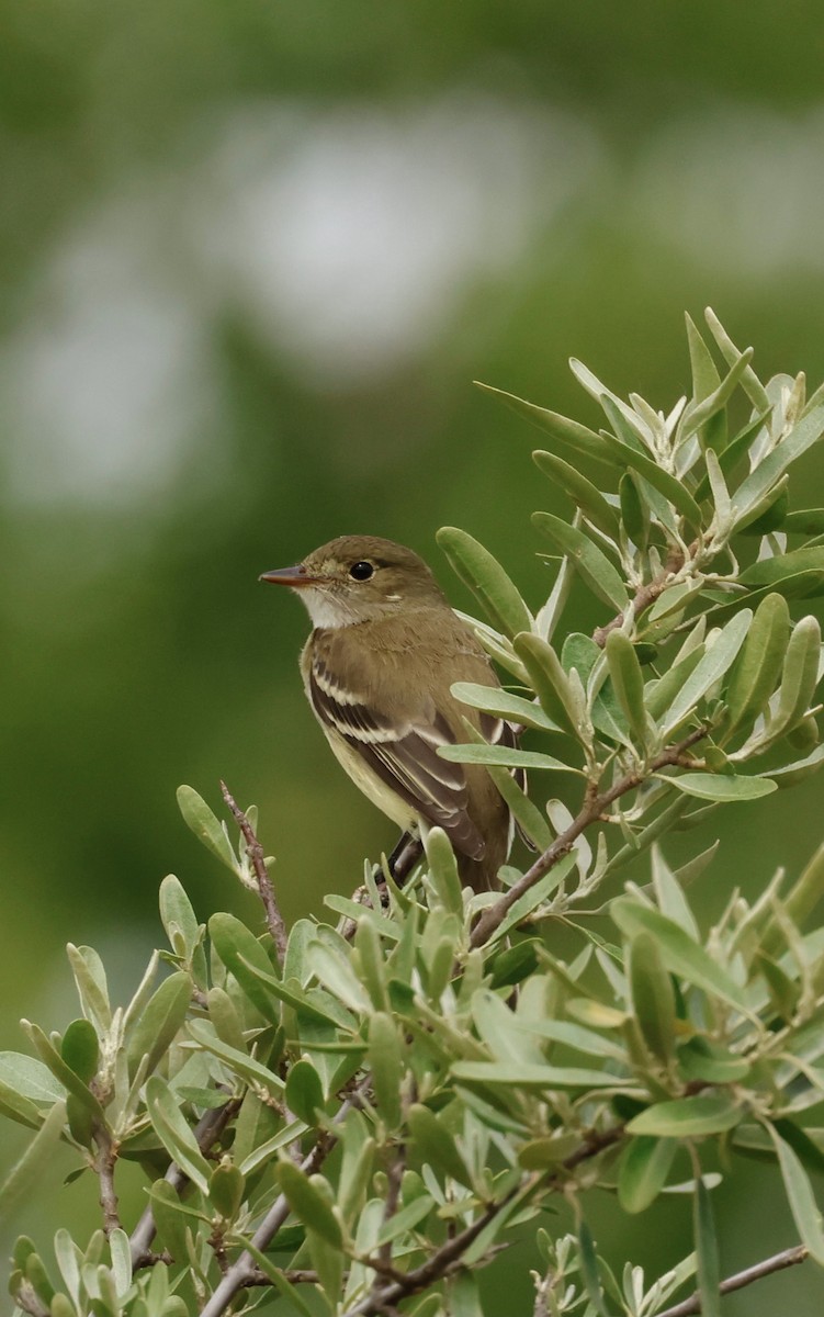 Alder Flycatcher - ML620717152