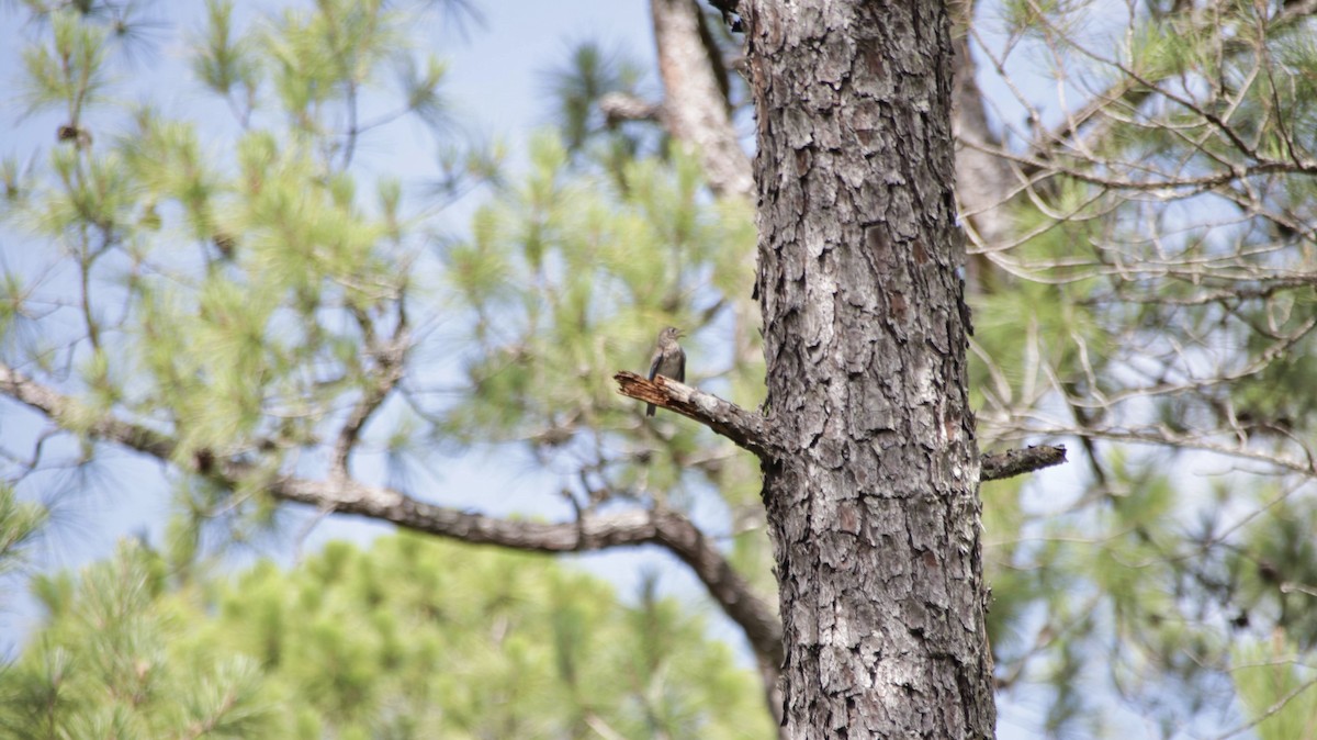 Eastern Bluebird - Brynn Fricke