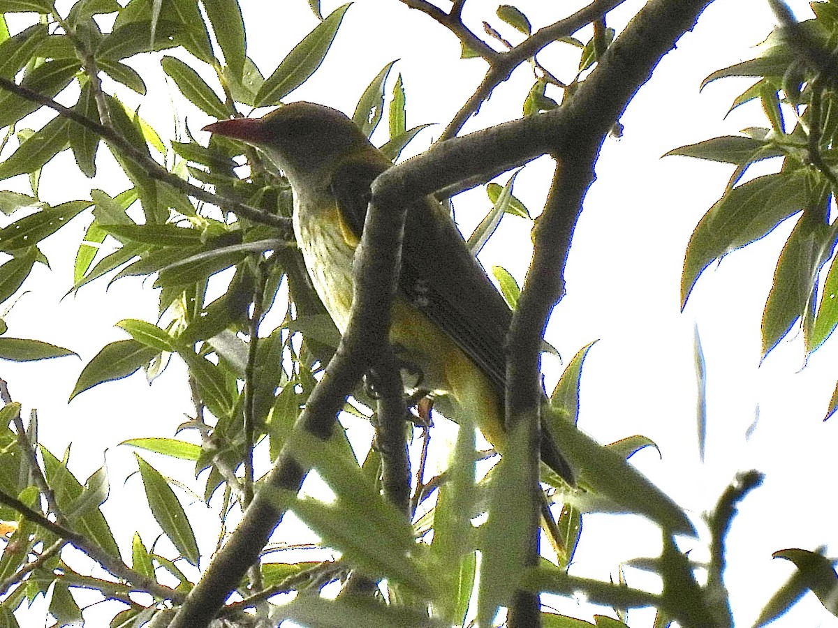 Eurasian Golden Oriole - ML620717157