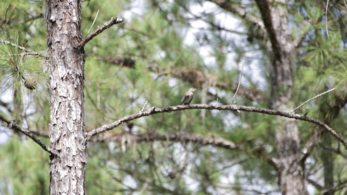 Eastern Bluebird - ML620717160