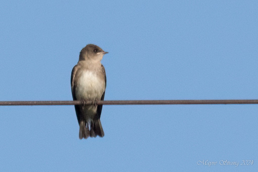 Northern Rough-winged Swallow - ML620717161