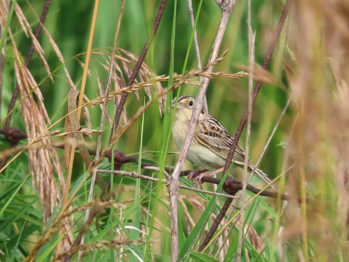 Grasshopper Sparrow - ML620717162