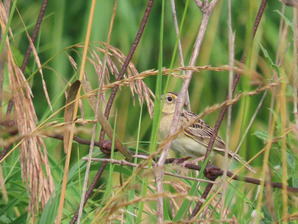 Grasshopper Sparrow - ML620717164