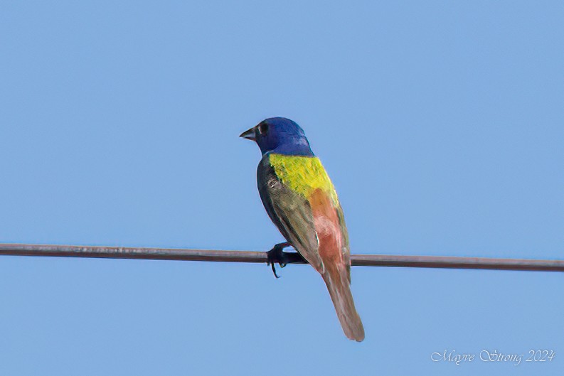 Painted Bunting - ML620717165