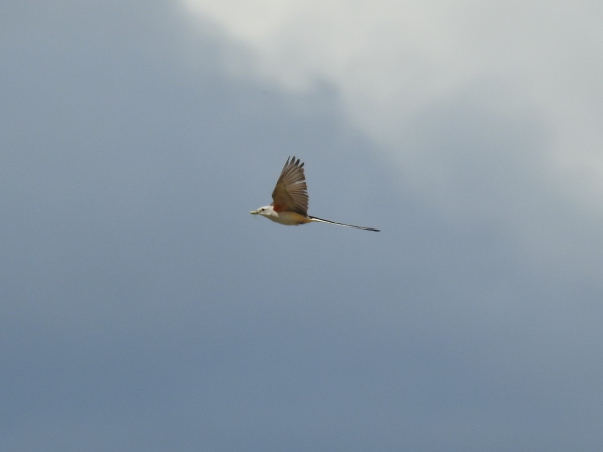 Scissor-tailed Flycatcher - ML620717171