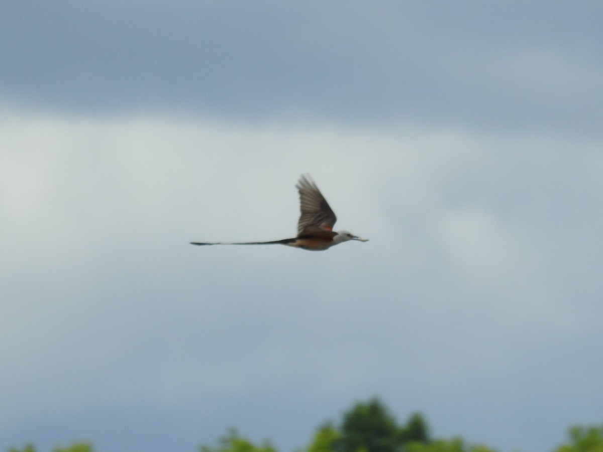 Scissor-tailed Flycatcher - ML620717172