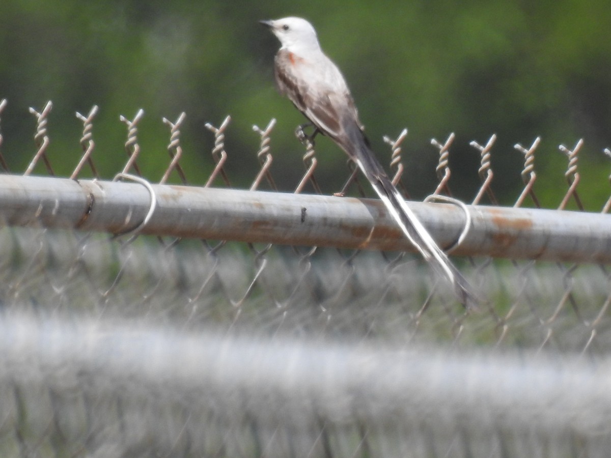 Scissor-tailed Flycatcher - ML620717173