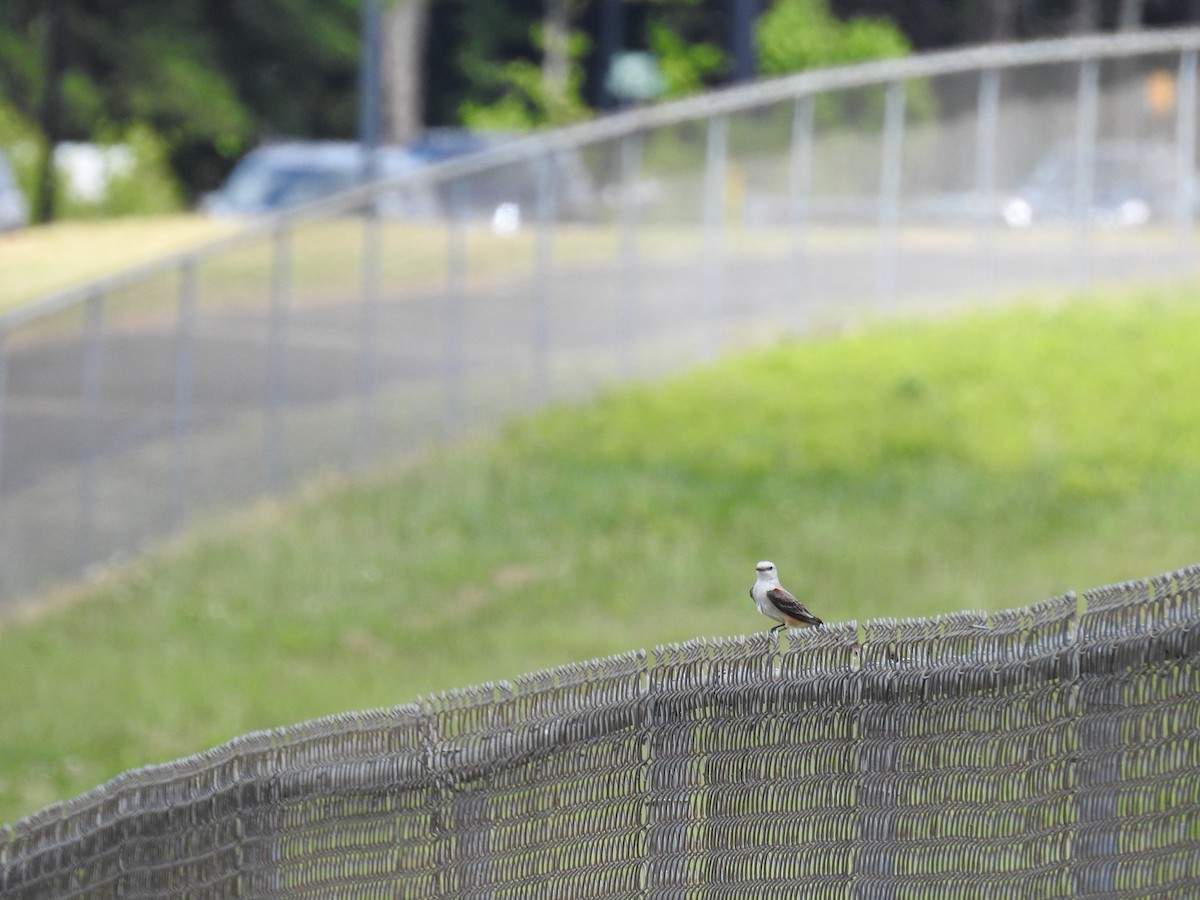 Scissor-tailed Flycatcher - ML620717175