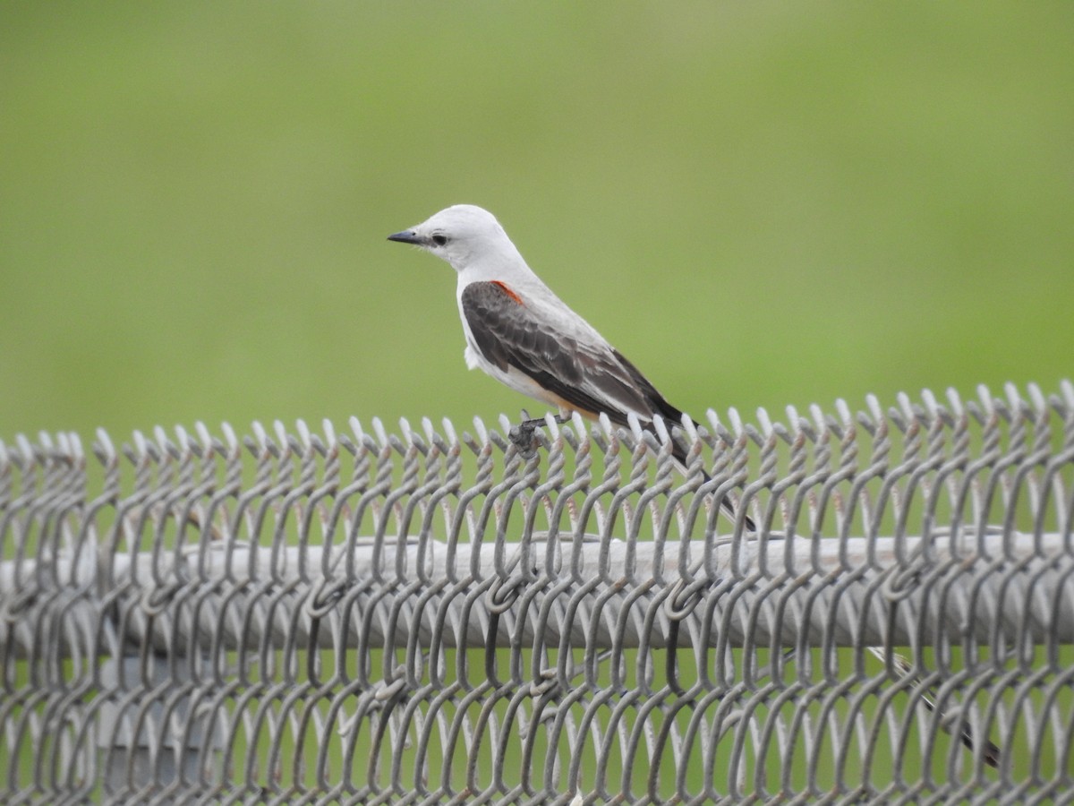 Scissor-tailed Flycatcher - ML620717176