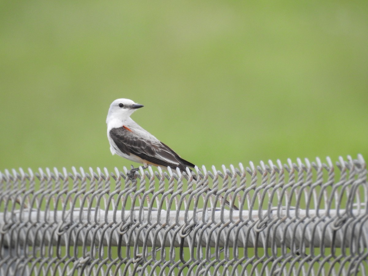 Scissor-tailed Flycatcher - ML620717177