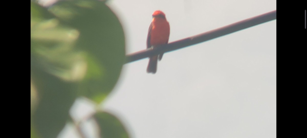 Vermilion Flycatcher - ML620717182