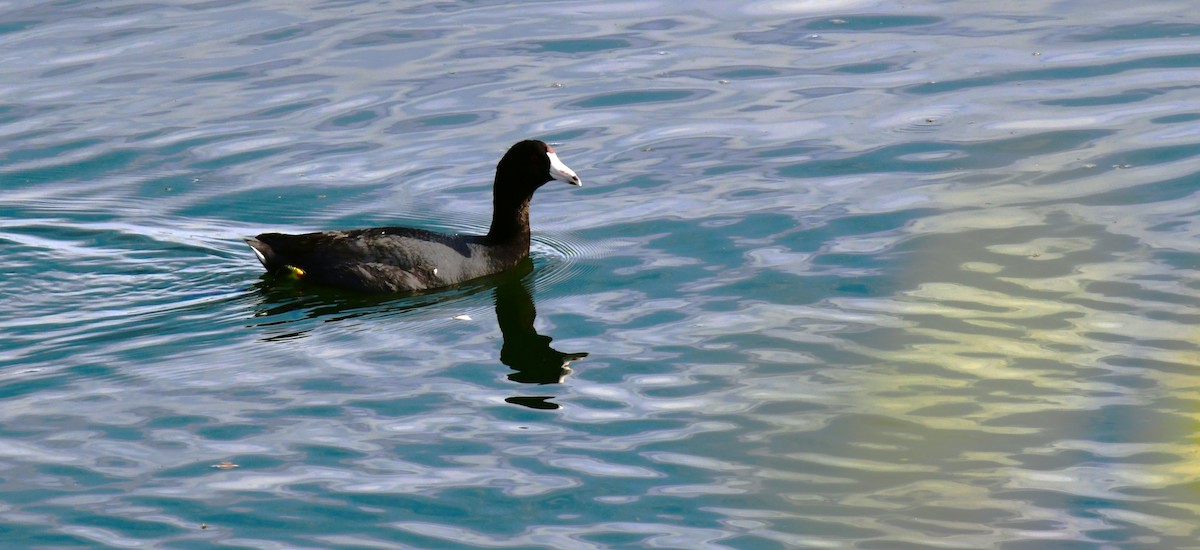 American Coot - ML620717186