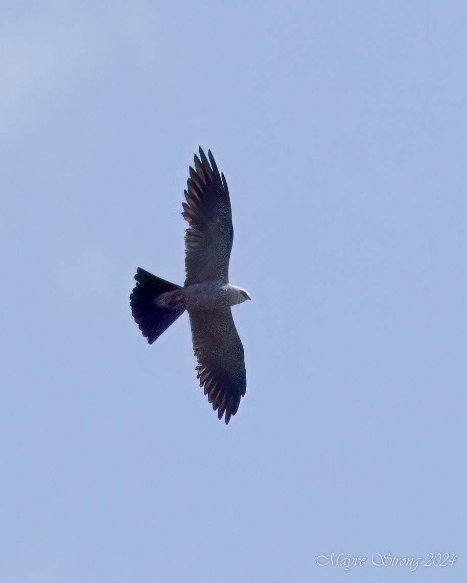 Mississippi Kite - ML620717192