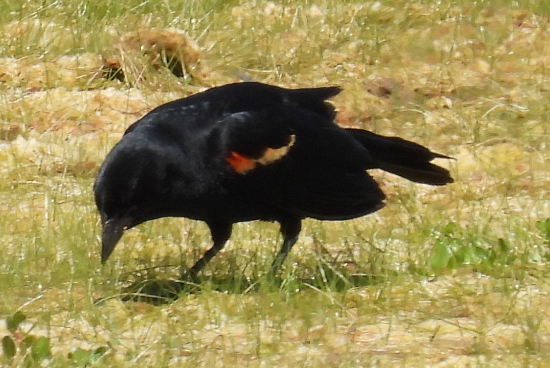 Red-winged Blackbird - ML620717193