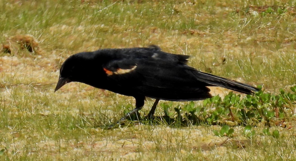 Red-winged Blackbird - Jeffrey Blalock