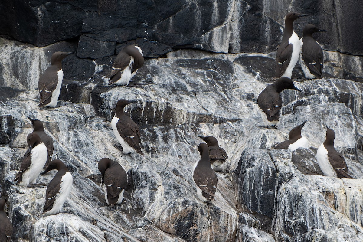 Common Murre - ML620717196