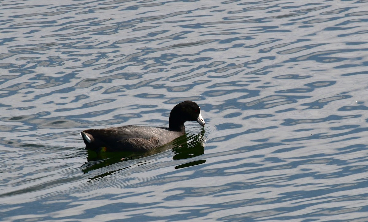 American Coot - ML620717198