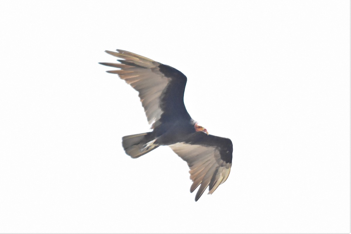 Lesser Yellow-headed Vulture - ML620717204