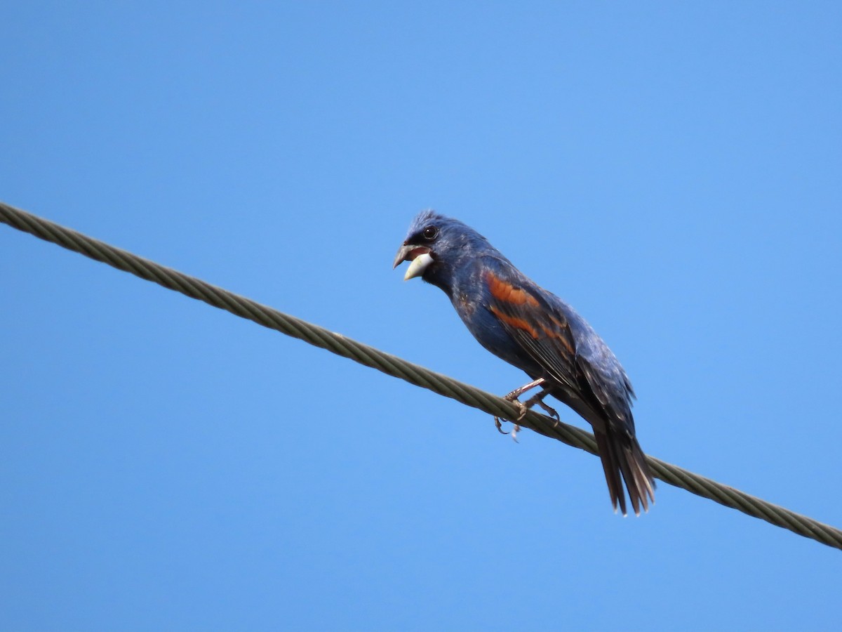 Blue Grosbeak - ML620717205