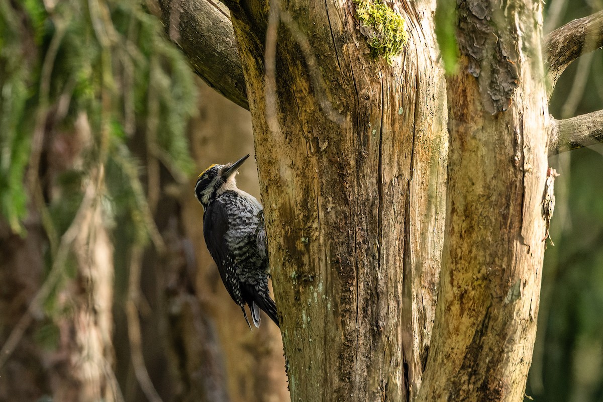 Eurasian Three-toed Woodpecker - ML620717206