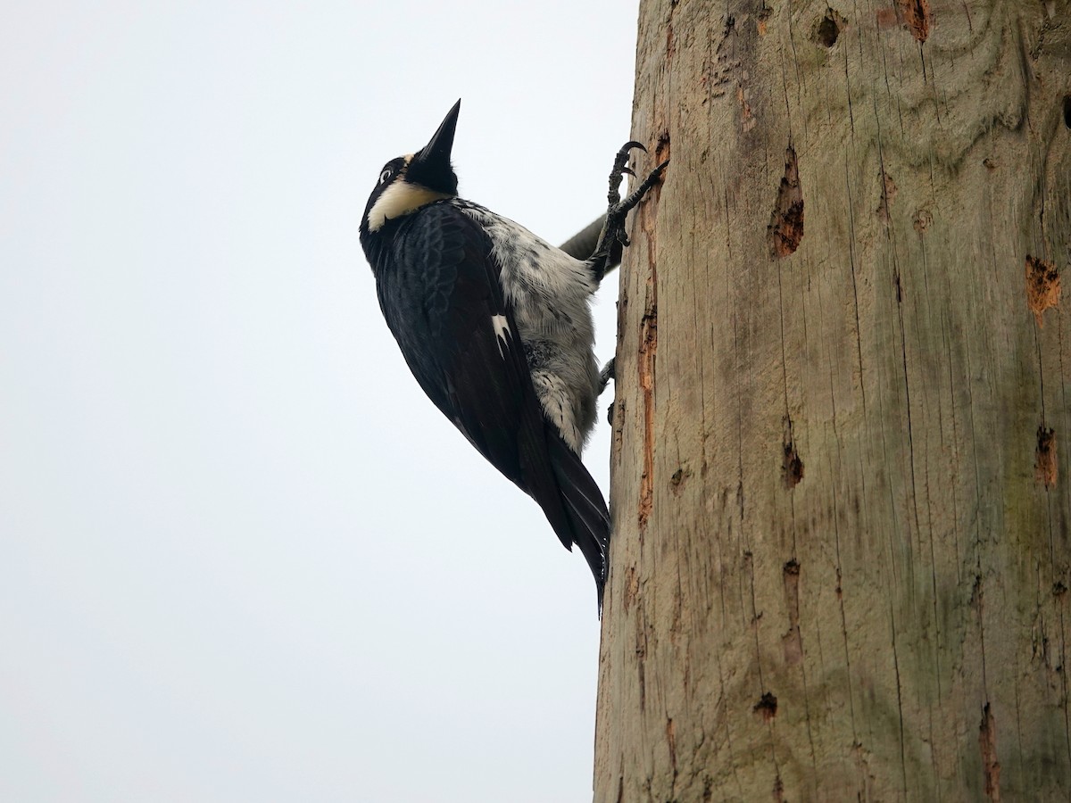 Acorn Woodpecker - ML620717214