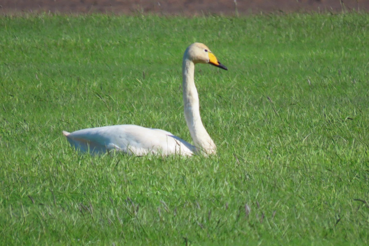 Whooper Swan - ML620717215