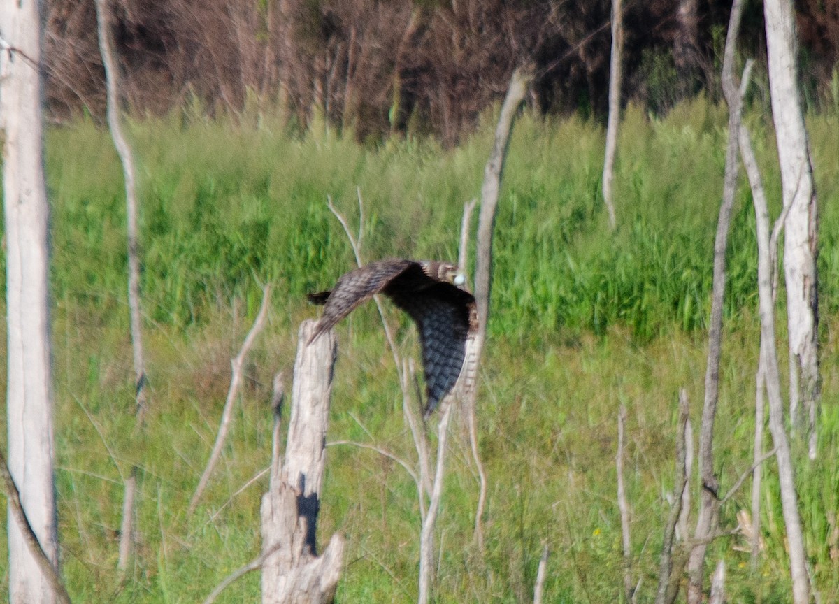 Long-winged Harrier - Iván Eroles